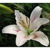 articul-A808613