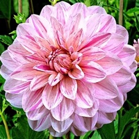 articul-A827219