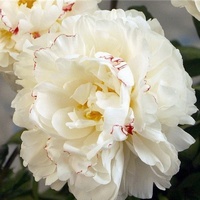 A828265 articul-A828265