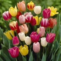 A828478 articul-A828478