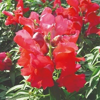 articul-A830187