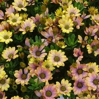 articul-A830343