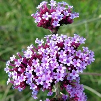articul-A830345
