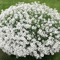 articul-A830356