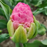 articul-A833503