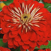 articul-A97227