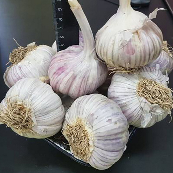 articul-A832506